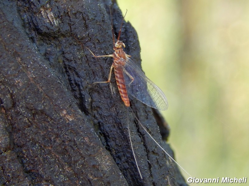 Ecdyonurus del Parco del Ticino (MI)